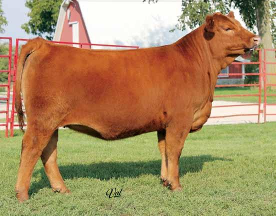 Hidden Power 44R This is one big bodied, powerfully made female. We would absolute love to keep this female in our herd but because we offer our best, she is up for sale.