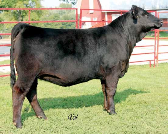 A versatile female that will show well and then go on to make big stout made bulls or fancy powerfully made females. 5 2.7 62 94 7 20 51 * 6.3 29.8 -.21.07 -.036.