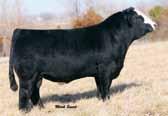 33 117 75 NBar Hamley S913 WDZ-GLS Rio 116 ET PZC Dolly 7031 OMF Rebound T1 FS Boundless X038 FS Shania R503 Talk about one stout made, high performing female.
