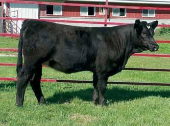 Champion Hill Georgina 4648 Champion Hill Georgina 2175 B50 is the first daughter we are offering for sale out of our new donor Georgina who hails from the legendary Georgina Angus