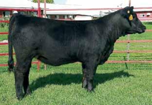 style and performance. No matter what sire we flushed her dam to, the results are always the same - predictability, performance and eye appealing cattle. This heifer is one to build a herd around.