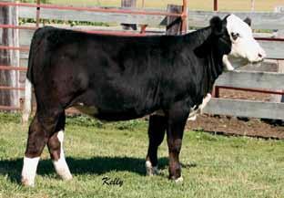 After the sale, Larry flushed HL Cammy to our senior herd bull HL Special Delivery and got a pile of embryos and asked if I would be interested in buying some back and boy am I glad I did.