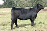 She comes in an attractive package and has a great future a head of her, both in the show ring and in the pasture, be sure to check out this female. HL Cammy Y178, dam 8 1.3 65 98 4 18 51 * 10.3 30.