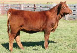 have a good one. A daughter of The Answer, this female is soft made, moderate framed, and easy fleshing. Tess comes in an attractive package and is great on the move. 17 SP The Answer 813 HL Ms.