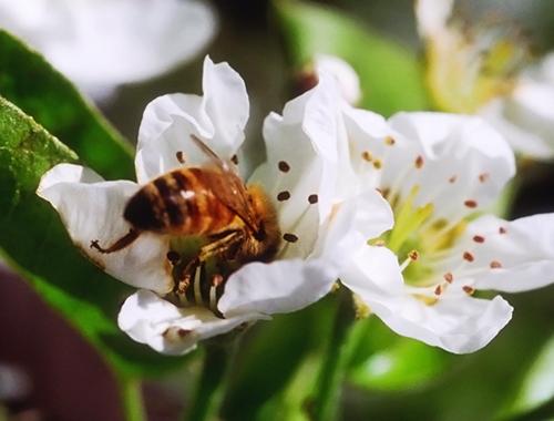 A honeybee has an innate capability to navigate from food sources to its hive.