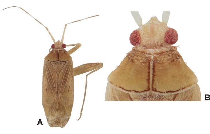 16 LINNAVUOURI & VAN HAARTEN: A new Phytocoris from the United Arab Emirates Fig. 1. Phytocoris sweihanus sp. nov., female holotype. A habitus; B dorsal view of head and pronotum.