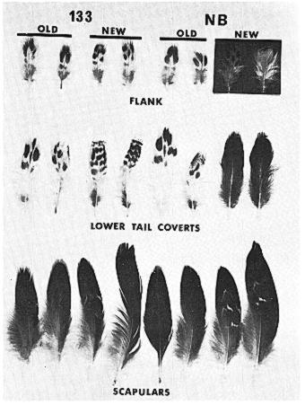544 Ervo D. GRE J [Auk, Vol. 90 133 OLD _ NEW OLD NB NEW FLANK LOWER TAIL COVERTS SCAPULARS Figure& Patterns of feathers regenerated by two (133 and NB) control ovariectomized Blue-winged Teal.