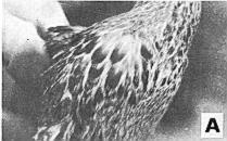 536 ELDON D. Gv, zl [Auk, VoL 90 Figure 2. The effects of gonadectomy, testosterone propionate, and diethyl stilbestrol on regeneration of chest-side feathers of immature female Blue-winged Teal.