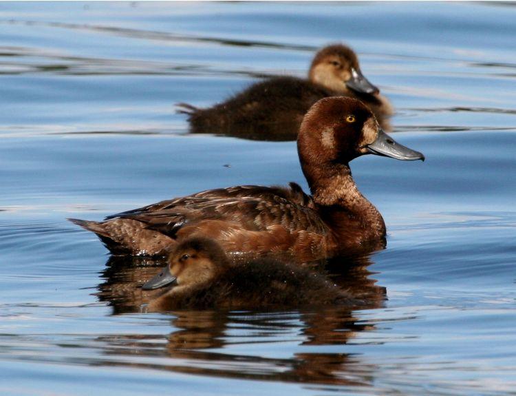 - Clutch size 5-13 brownish olive-buff eggs - First flight at 35-42 days old Lesser Scaup (Aythya affinis) Lesser scaup are common in