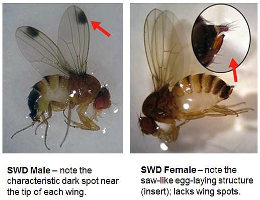 Spotted Winged Drosophila Management Spotted Winged Drosophila (SWD) is a small fly that can cause significant damage to many fruit crops in Wisconsin including raspberries, blackberries,