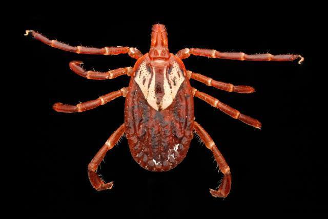 Amblyomma maculatum Koch (Gulf Coast Tick) Medical Importance: Known vector of American boutonneuse fever