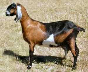OGINIATED IN ENGLAND DAIRY BREEDS NUBIAN LARGE ANIMAL MORE HEAVILY MUSCLED THAN OTHER DAIRY BREEDS CHARACTERIZED BY THEIR LONG PENDULOUS EARS THAT EXTEND 1 INCH