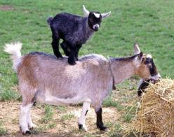ORIGINALLY CALLED CAMEROON DWARF GOAT OTHER BREEDS