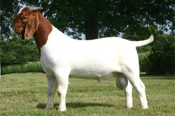 ORIGINATED IN SOUTH AFRICA NAME BOER IS A DUTCH WORD FOR FARMER MEAT BREEDS BOER BREED STANDARDS STRONG HEAD WITH BROWN EYES ROMAN NOSE HORNS ARE SMOOTH AND CURVE AROUND THE