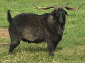 MEAT BREEDS SPANISH CURRENT DAY SPANISH GOATS ARE THOUGHT TO BE