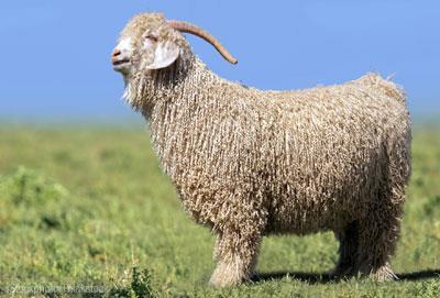 RAISED PRIMARILY FOR THEIR MOHAIR, FIBER, FROM THEIR FLEECE FIBER BREEDS ANGORA EXCELLENT PRODUCERS OF FINE QUALITY FLEECE IF CARED FOR, GOATS CAN PRODUCE 8-16 LBS.