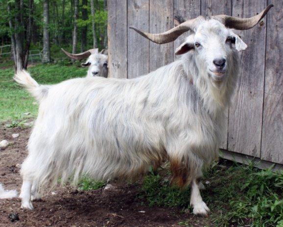 FIBER BREEDS CASHMERE CASHMERE GOATS ARE A TYPE, NOT BREED, SO THERE IS NO SUCH THING AS A PUREBRED CASHMERE GOAT CASHMERE IS THE FINE UNDERDOWN