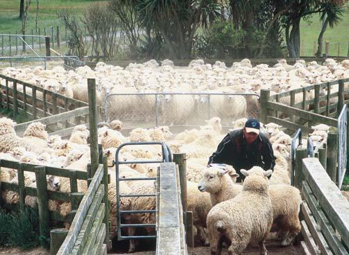 Interactions between ewe condition and responses to feeding level are part of the problem in establishing the existence (or otherwise) of a relationship between pregnancy feeding and lamb birth