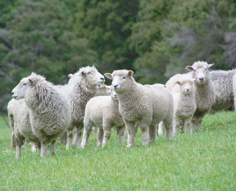 3.2.3 Ewe ability to provide for the lamb Ewe feeding and condition are two factors that farmers can change.