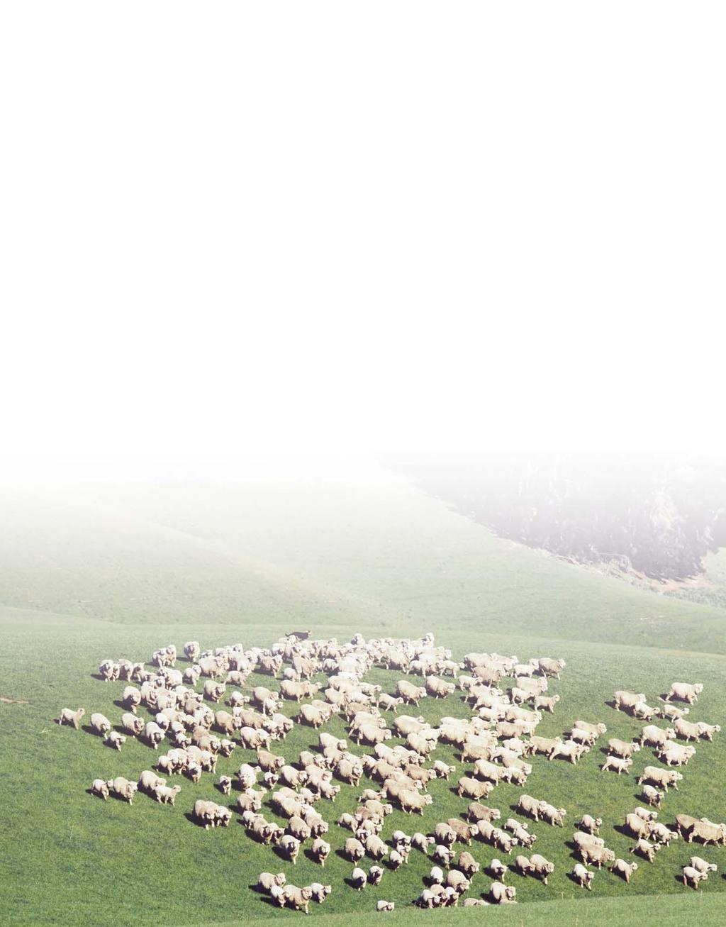 Foreword from Meat & Wool New Zealand Mark Jeffries, CEO Meat & Wool New Zealand In late 2004 Meat & Wool New Zealand surveyed 3000 farmers to determine their business needs, and find out how we