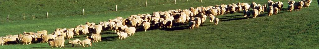 Meat & Wool New Zealand Limited FlockMaster Workshops Prepared by AgResearch Limited and PGG Wrightson Limited under contract to Meat & Wool New Zealand Limited Disclaimer: The information in this