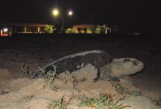 Coastal Development The main factors associated to coastal development that negatively impact sea turtle populations are: beach sand movements (extraction of sand and landfills); photopollution;