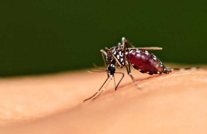 Our Problem : Mosquitoes Mosquitoes can spread dangerous diseases,