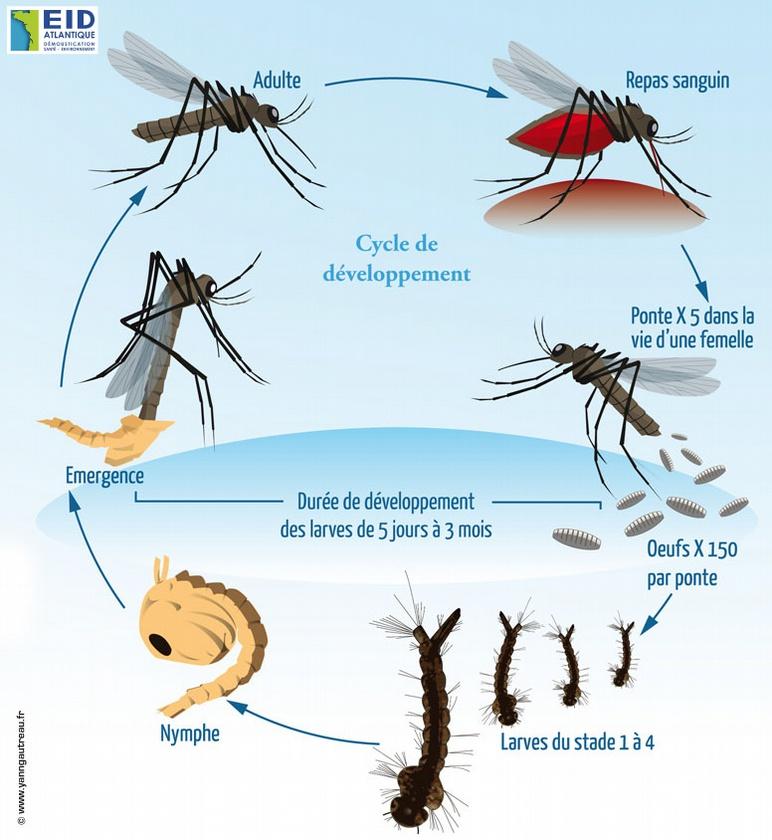 The Mosquitoes' Life Cycle EID : Etablissement Interdépartemental pour la Demoustication The EID is the official mosquito control expert in