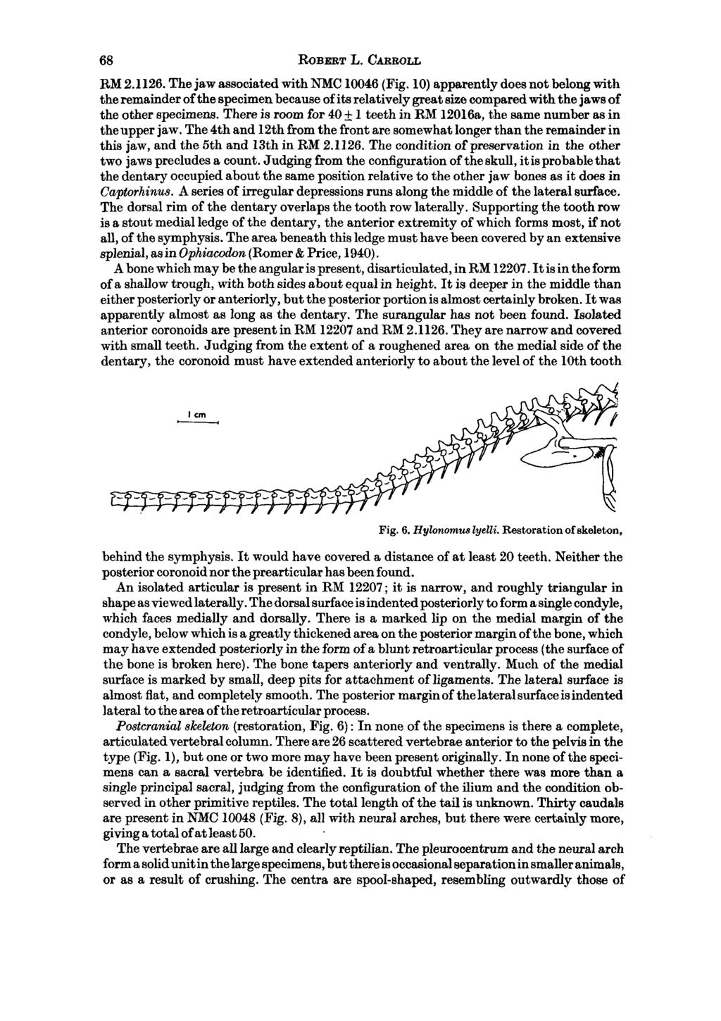68 ROBERT L. CARROLL RM 2.1126. The jaw associated with NMC 10046 (Fig.