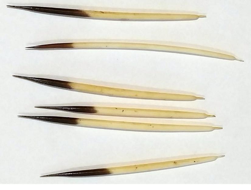 Look for discarded quills along runs, at the base of trees, and outside dens.