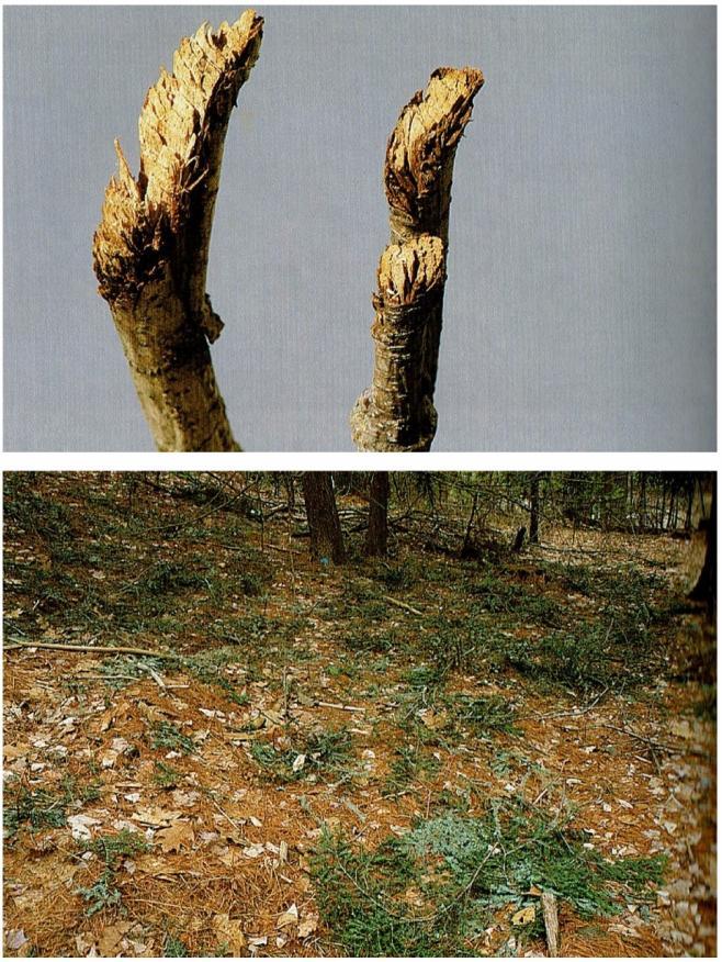Close up of nipped twigs (top). Piles of discarded nipped twigs on the forest floor (bottom).