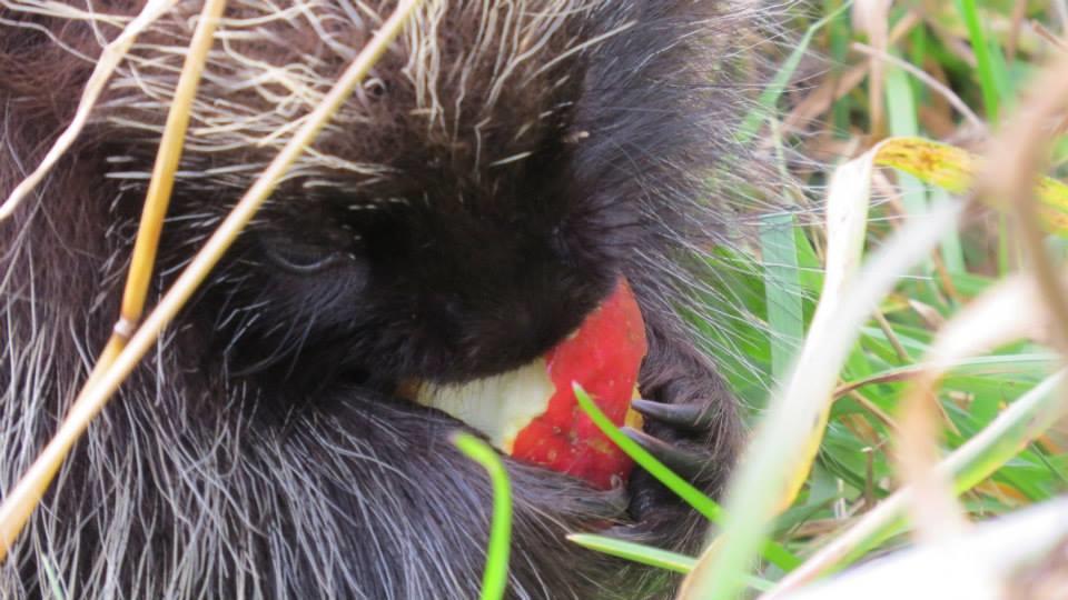 Management and Research in New York Porcupines are one of the few unprotected species in New York, meaning they can be hunted and taken at any time of year, and there is no limit.