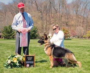 2015 Showcase of Excellence GSDCMSP Annual Specialty Show and Midwest Futurity/Maturity Show Interested in learning more about the German Shepherd breed or the club?