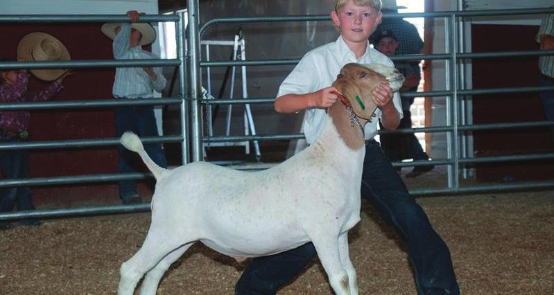 4-H Club Meeting 5 Showmanship Basics Supplies Goats Halters Outdoor area large enough to hold a practice goat show Copies of Quick Tips for Showmanship Handout Colorado State University Raising and