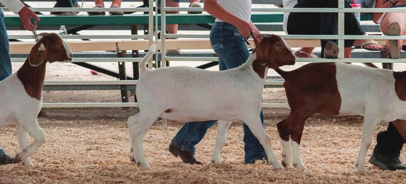 Apply Reflect What has been the most difficult struggle you have had to face while raising your goat? How did you overcome that struggle?