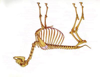 Figure 3: Skeleton of a Goat Upper Jaw Skull Lower Jaw Shoulder Bone Spinal Column Hook Bones Hip Joint Shoulder Joint Breast Bone Upper Arm Elbow Joint Forearm Cannon Bone Hoof Bone Rib Cage Kneecap