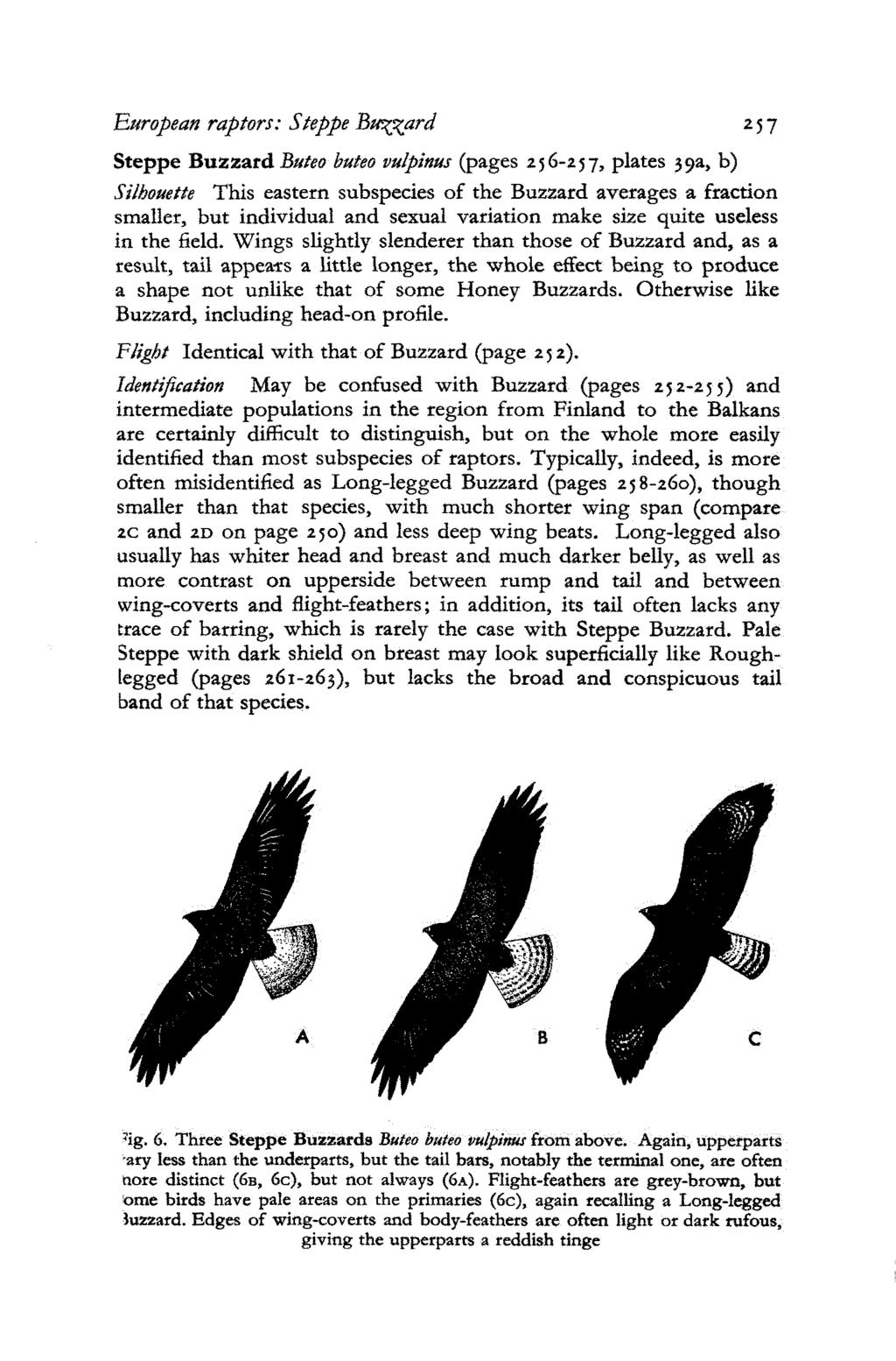 European raptors: Steppe Buzzard 257 Steppe Buzzard Buteo buteo vulpinus (pages 256-257, plates 39a, b) Silhouette This eastern subspecies of the Buzzard averages a fraction smaller, but individual