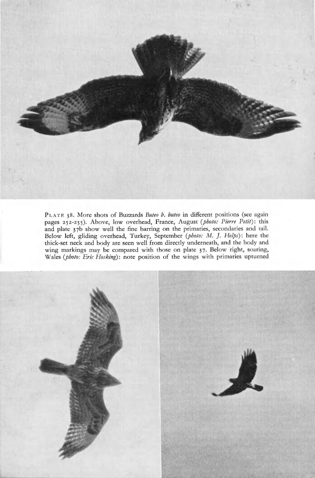 PLATE 38. More shots of Buzzards Buteo b. buteo in different positions (see again pages 252-255).