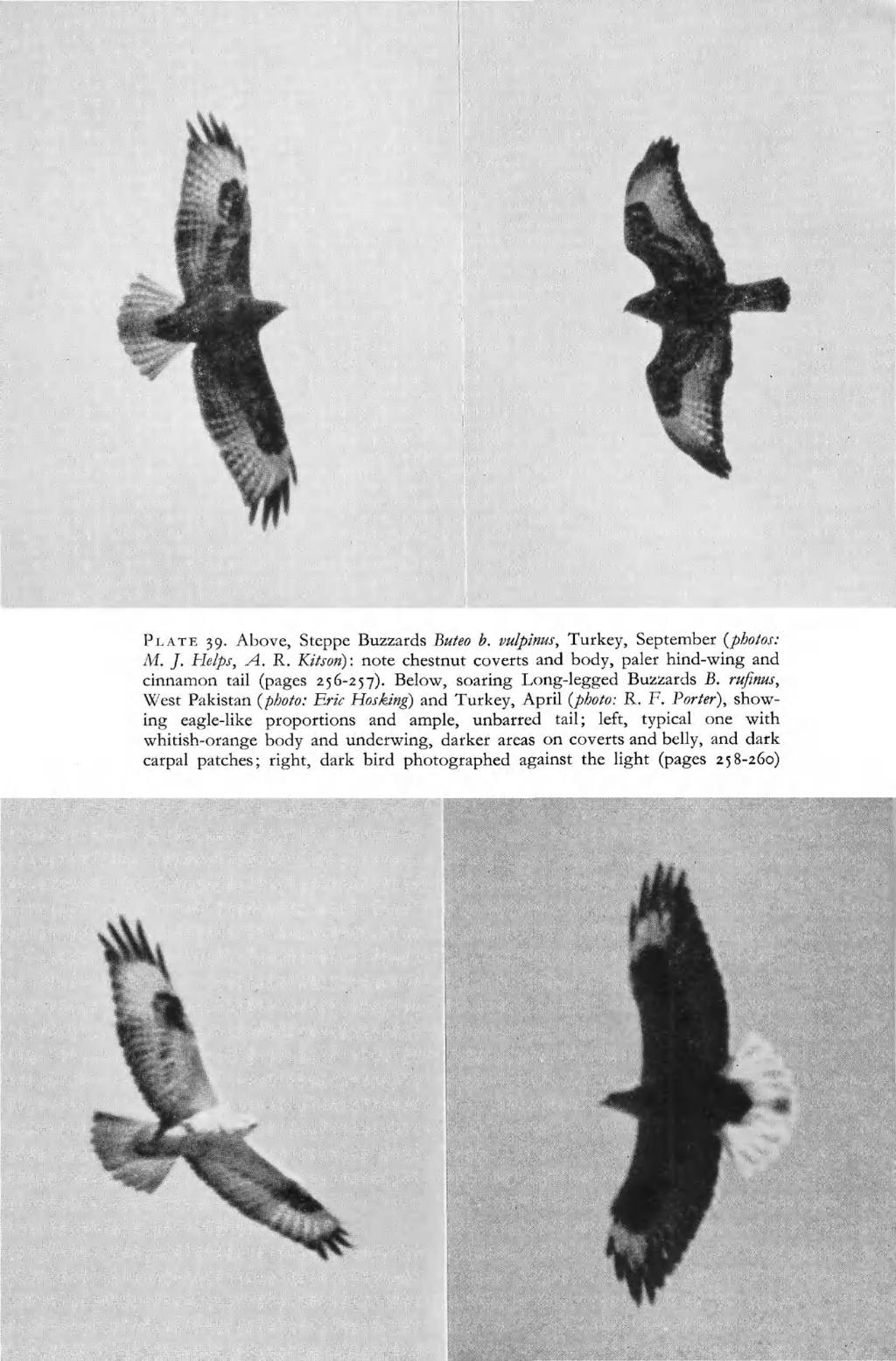PLATE 39. Above, Steppe Buzzards Buteo b. vulpinus, Turkey, September {photos: M. J. Helps, A. R. Kitson): note chestnut coverts and body, paler hind-wing and cinnamon tail (pages 256-257).