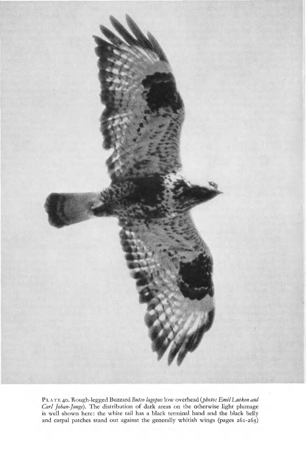 P L A T E 40. Rough-legged Buzzard Butso lagopus low overhead {photo: Until l^utken and Carl johan-junge).