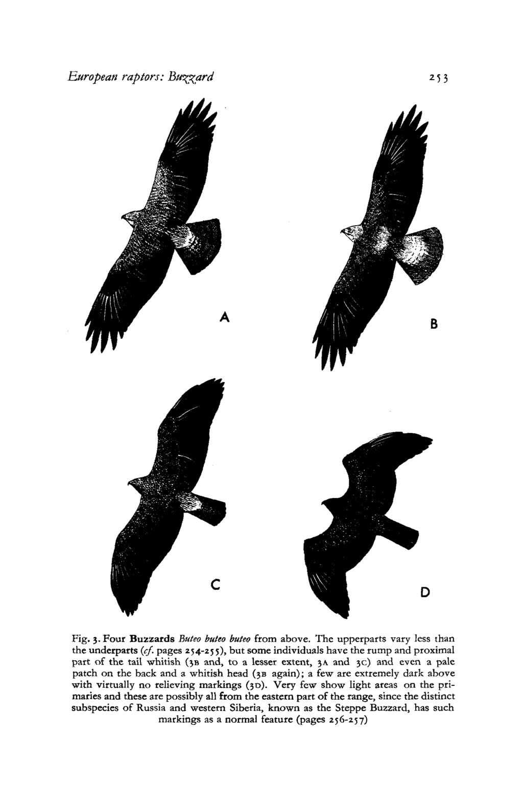 European raptors: Buzzard 25 3 Fig. 3. Four Buzzards Buteo butea buteo from above. The upperparts vary less than the underparts (cf.