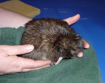 There are five (or 6) recognised species: the North Island Brown Kiwi (Apteryx mantelli), the Great Spotted Kiwi (Apteryx haastii), the Little Spotted Kiwi (Apteryx owenii), the Okarito Brown Kiwi (