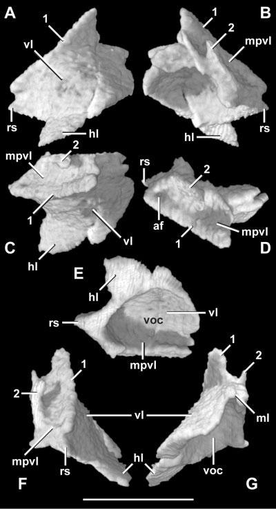 Each groove houses a dorsal rostral foramen, which is subdivided on the left side of this specimen.