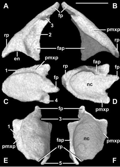 82 J.A. MAISANO ET AL. and Gans, 1999). The posterodorsal corner of the nasal bears a depression that receives the tip of the middle forward projecting finger of the frontal (Fig. 9C).