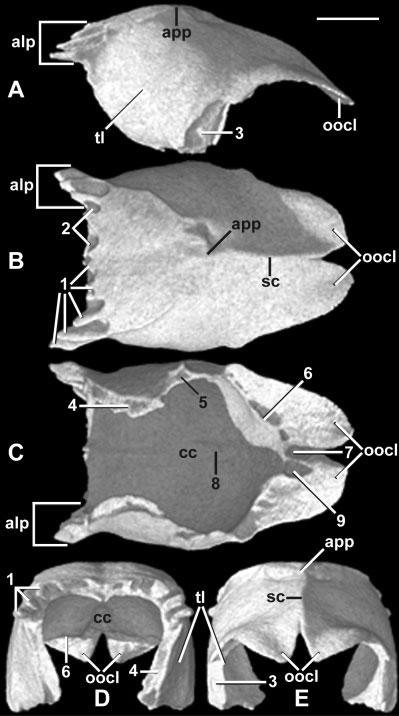 88 J.A. MAISANO ET AL. Fig. 15. Parietal in (A) lateral, (B) dorsal, (C) ventral, (D) anterior, and (E) posterior views. Anterior to left in A C. Scale bar 1 mm.