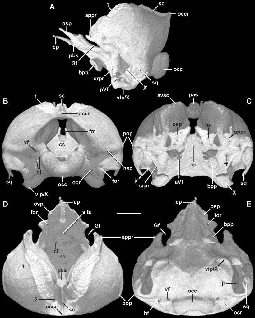 CRANIAL ANATOMY OF D. ZARUDNYI 89 Fig. 16. Otic occipital complex and squamosal in (A) lateral, (B) posterior, (C) anterior, (D) dorsal, and (E) ventral views. Anterior up in D,E. Scale bar 1 mm.
