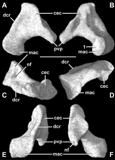 94 J.A. MAISANO ET AL. Fig. 18. Left quadrate in (A) lateral, (B) medial, (C) dorsal, (D) ventral, (E) anterior, and (F) posterior views. Scale bar 1 mm.