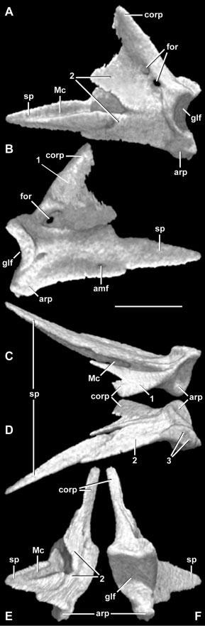 98 J.A. MAISANO ET AL. Compound bone (Fig. 24; Tra 148 300).