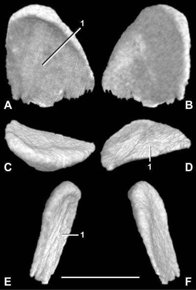 Right coronoid bone (inverted) in (A) labial, (B) lingual, (C) dorsal, (D) ventral, (E) anterior, and (F) posterior views. Scale bar 1 mm. 1, area of overlap by dentary and compound bone.