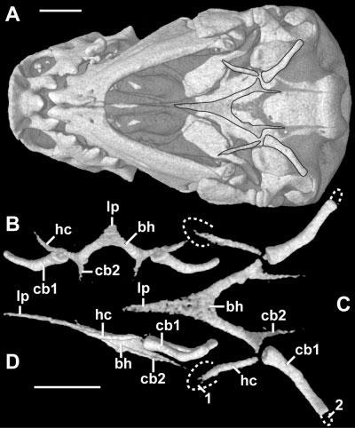 CRANIAL ANATOMY OF D. ZARUDNYI Fig. 25. Hyobranchial apparatus in (A) ventral view with skull showing natural position, edges outlined for clarity, (B) anterior, (C) dorsal, and (D) lateral views.